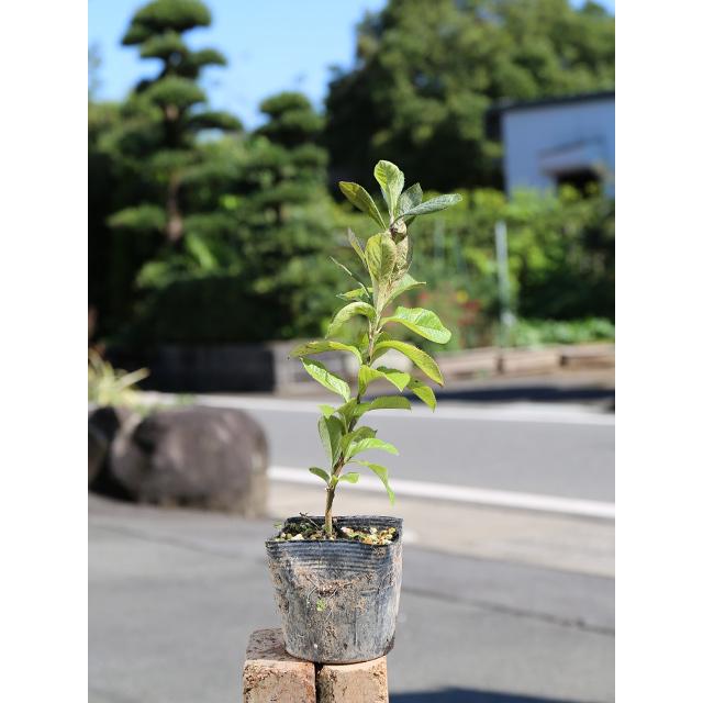 第1位獲得 カマツカ 0 2m10 5cmポット 1本 1年間枯れ保証 山林苗木