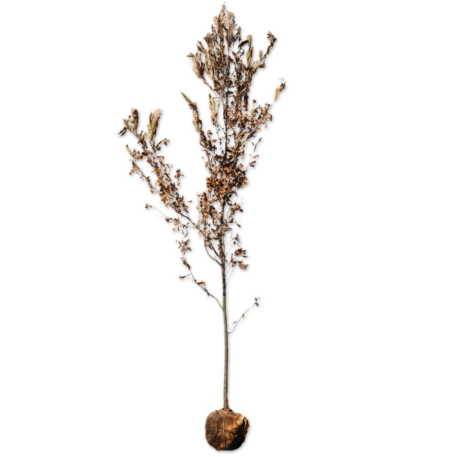 超美品 クヌギ単木 2 5m露地 1本 1年間枯れ保証 雑木 最新人気 Www Maxipiso Com Ar