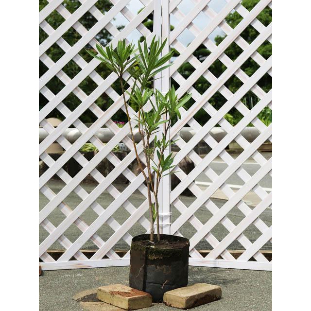 キョウチクトウ 1 0m露地 2本セット 送料無料 翌日出荷 1年間枯れ保証 夏に花が咲く木 トオヤマグリーン 通販 Yahoo ショッピング