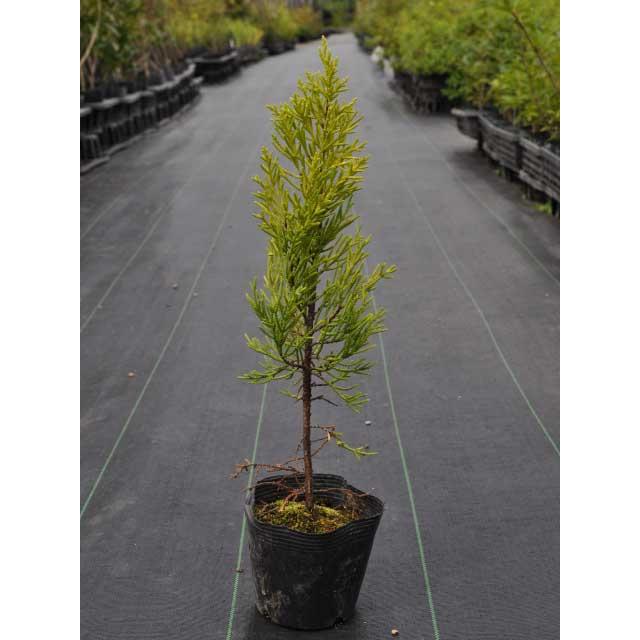 ゴールドクレスト 0 2m9 0cmポット 1本 1年間枯れ保証 コニファー 6402 トオヤマグリーン 通販 Yahoo ショッピング