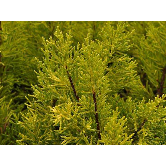 ゴールドクレスト 0 2m9 0cmポット 1本 1年間枯れ保証 コニファー 6402 トオヤマグリーン 通販 Yahoo ショッピング