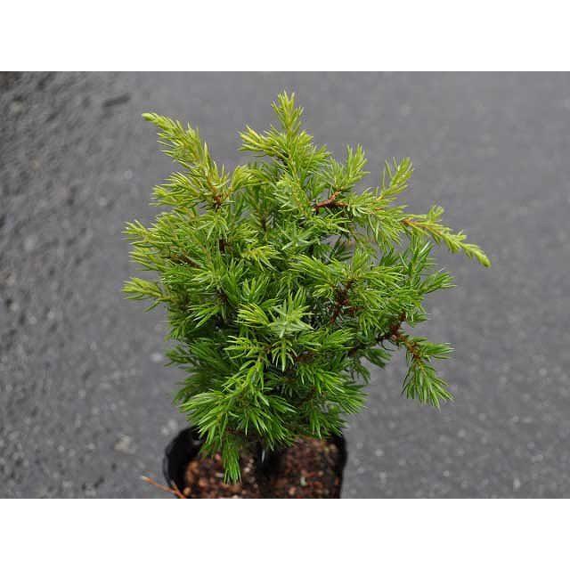 ゴールドコーン 0 2m9 0cmポット 12本セット 送料無料 1年間枯れ保証 コニファー トオヤマグリーン 通販 Yahoo ショッピング