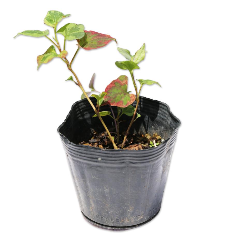 ゴシキドクダミ 9 0cmポット 1本 1年間枯れ保証 下草 7401 トオヤマグリーン 通販 Yahoo ショッピング