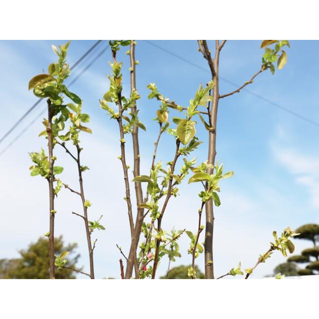 カリン単木 1 2m露地 1本 1年間枯れ保証 街路樹 公園樹 トオヤマグリーン 通販 Yahoo ショッピング