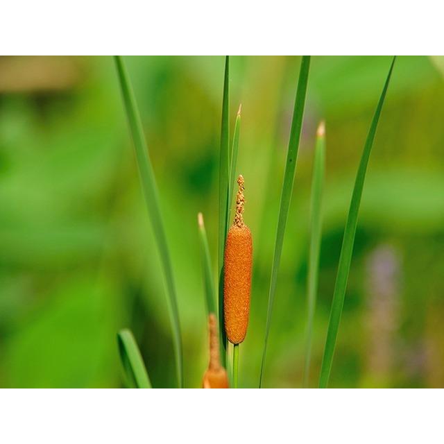 ヒメガマ 10.5cmポット 18本セット 送料無料 1年間枯れ保証 水生植物|green-netbox|02