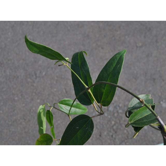 クレマチス アーマンディ常緑 12cmポット 1本 1年間枯れ保証 つる性 トオヤマグリーン 通販 Yahoo ショッピング