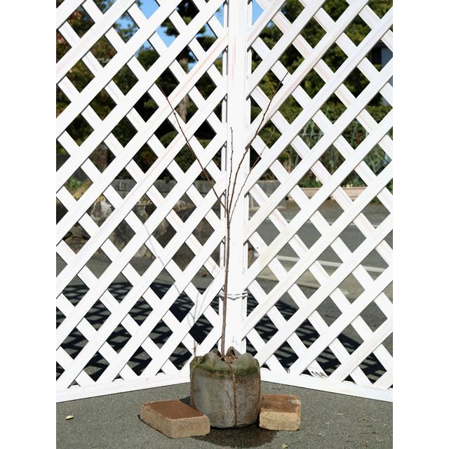 最高の カツラ レッドフォックス単木 1 0m露地 2本セット 送料無料 1年間枯れ保証 シンボルツリー落葉 送料込 Www Technet 21 Org