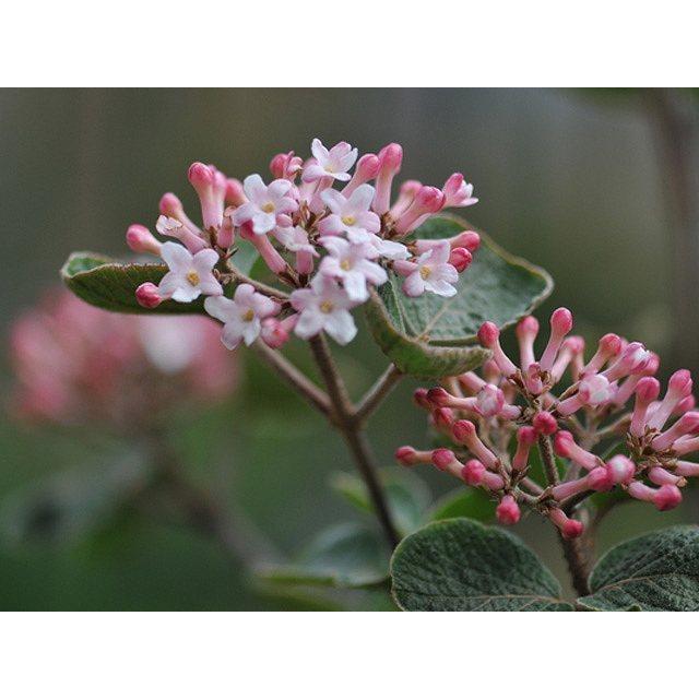 最適な材料 ビバーナムティヌス 1 5m露地 1本 1年間枯れ保証 雑木 国内正規品 限定 Moenvironment Org