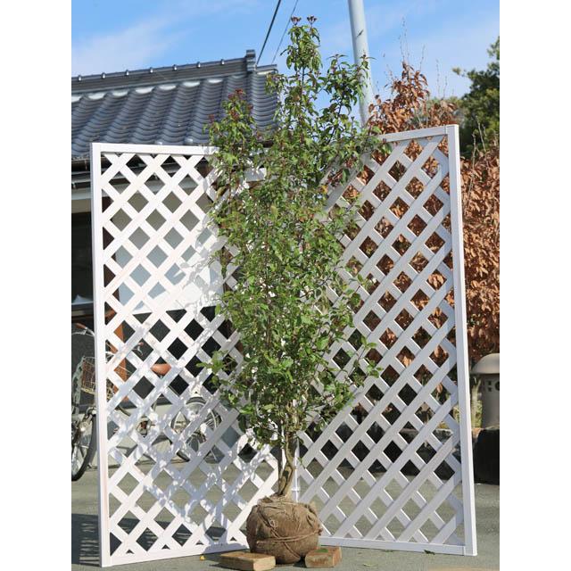 ビバーナムティヌス 2 3m露地 2本セット 送料無料 1年間枯れ保証 雑木 トオヤマグリーン 通販 Yahoo ショッピング