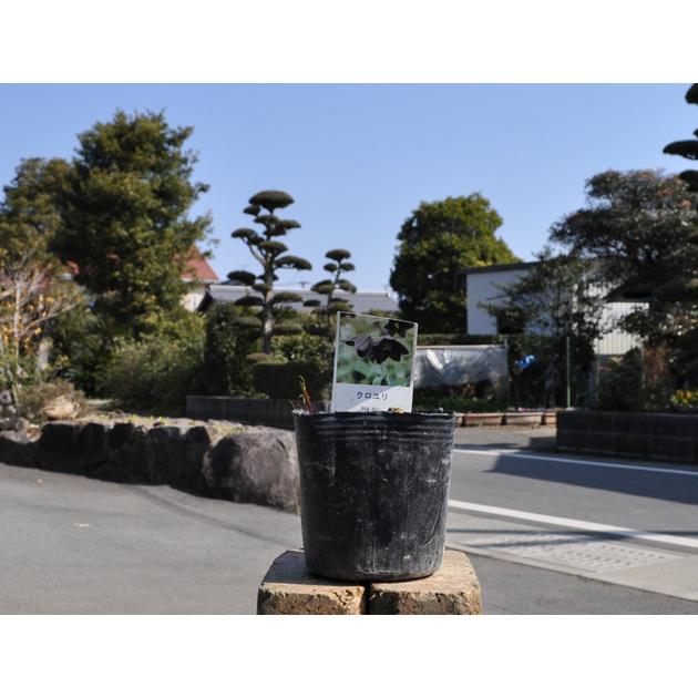 クロユリ 9 0cmポット 1本 1年間枯れ保証 山野草 2251 トオヤマグリーン 通販 Yahoo ショッピング