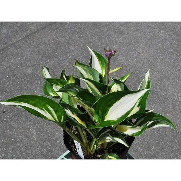 ギボウシ ロイヤリスト 15cmポット 1本 1年間枯れ保証 球根 トオヤマグリーン 通販 Yahoo ショッピング