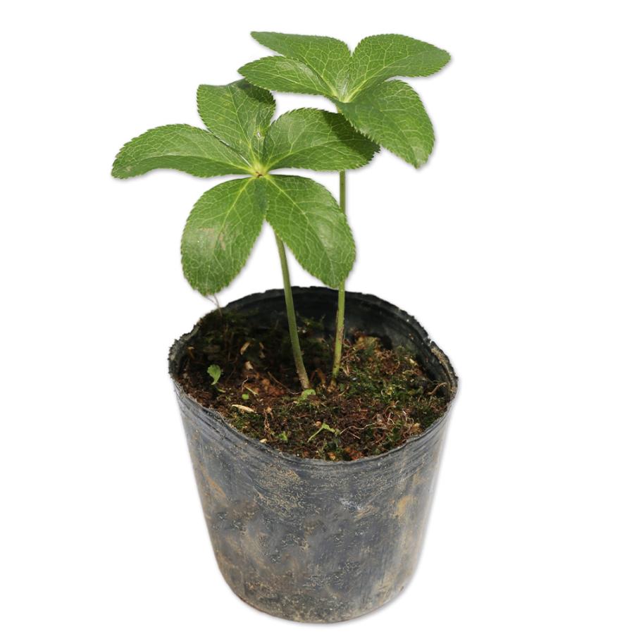 クリスマスローズ 赤 10 5cmポット 5本セット 送料無料 1年間枯れ保証 下草 トオヤマグリーン 通販 Yahoo ショッピング