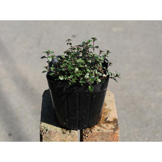 クリーピングタイム 10 5cmポット 1本 1年間枯れ保証 ハーブ 2391 トオヤマグリーン 通販 Yahoo ショッピング