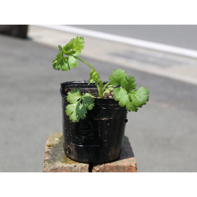 コリアンダー 9 0cmポット 本セット 送料無料 1年間枯れ保証 ハーブ Purrworld Com