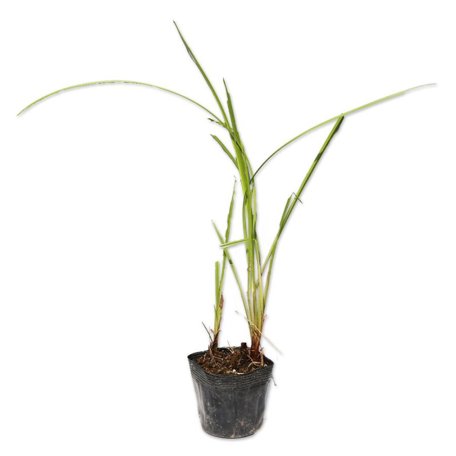 カサスゲ 10 5cmポット 14本セット 送料無料 1年間枯れ保証 水生植物 トオヤマグリーン 通販 Yahoo ショッピング