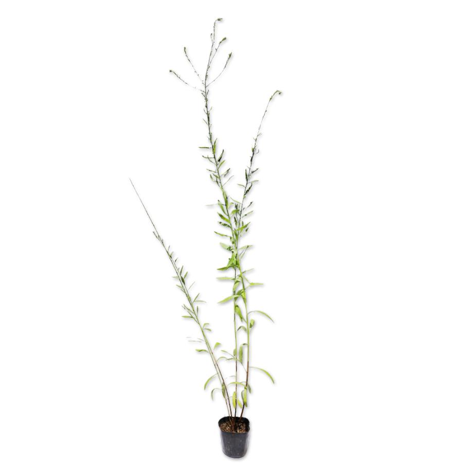 ガウラ 白花 9 0cmポット 1本 1年間枯れ保証 下草