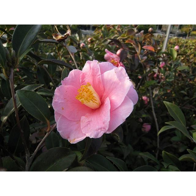 サザンカ 笑顔ピンク花 0 8m15cmポット 12本セット 送料無料 1年間枯れ保証 生垣樹木 トオヤマグリーン 通販 Yahoo ショッピング