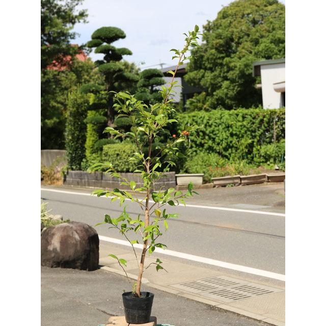 サザンカ 笑顔ピンク花 1 2m15cmポット 3本セット 1年間枯れ保証 生垣樹木 トオヤマグリーン 通販 Yahoo ショッピング