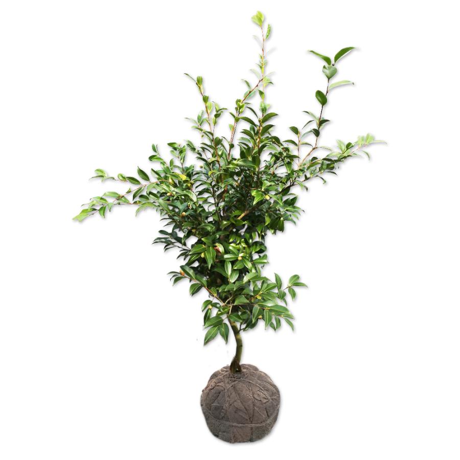 ランキング総合1位 サザンカ 笑顔ピンク花 1 2m露地 1本 翌日出荷 1年間枯れ保証 生垣樹木