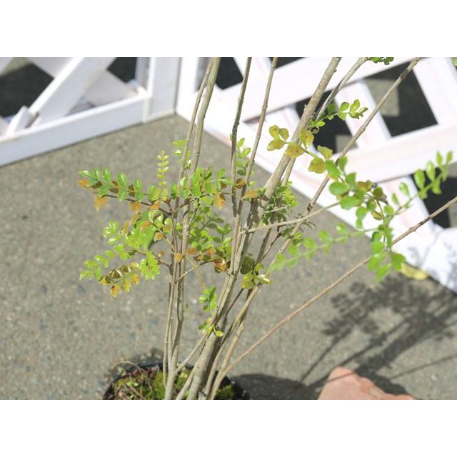 シマトネリコ株立ち 0 8m12cmポット 4本セット 送料無料 1年間枯れ保証 生垣樹木 トオヤマグリーン 通販 Yahoo ショッピング