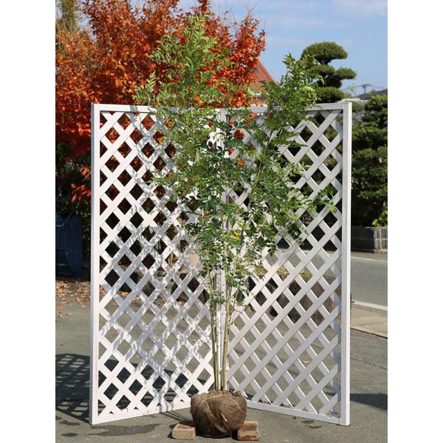 大阪直売 シマトネリコ株立ち 2 0m露地 2本セット 送料無料 翌日出荷 1年間枯れ保証 シンボルツリー常緑 買取 安い Foundationbts Com