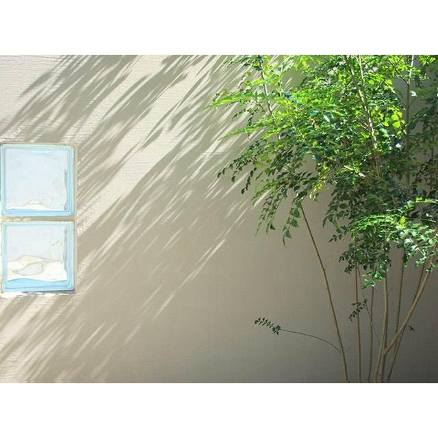 好評につき延長 一本限定特価 シマトネリコ Sale 30 Off