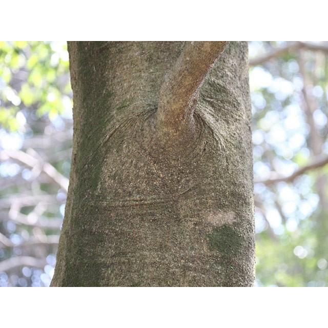 シラカシ単木 0 8m15cmポット 1本 1年間枯れ保証 生垣樹木 トオヤマグリーン 通販 Yahoo ショッピング