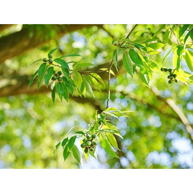 シラカシ単木 2 0m露地 1本 1年間枯れ保証 植木 庭木 Www Nestorscapes Com