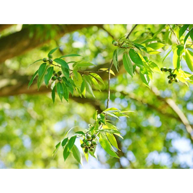 お年玉セール特価 シラカシ株立ち 0 5m12cmポット 16本セット 送料無料 翌日出荷 1年間枯れ保証 生垣樹木 Matzi27 Com