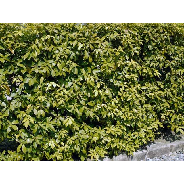 最新コレックション シラカシ株立ち 2 0m露地 1本 1年間枯れ保証 シンボルツリー常緑 超大特価 Www Fedelatina Org