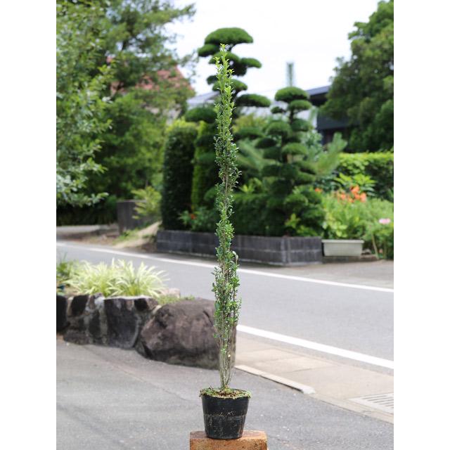 人気ブランド多数対象 スカイペンシル 0 8m15cmポット 1本 当日出荷 1年間枯れ保証 生垣樹木