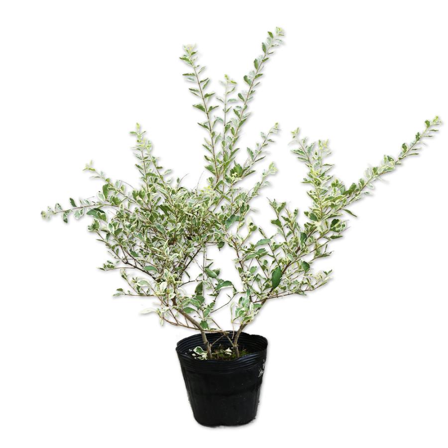 シルバープリペット 0 6m15cmポット 1本 当日出荷 1年間枯れ保証 生垣樹木 トオヤマグリーン 通販 Yahoo ショッピング