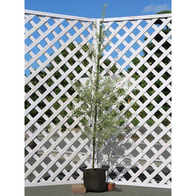 最新人気 シルバープリペット 1 2m露地 5本セット 2セット 送料無料 1年間枯れ保証 生垣樹木 50 Off Theculturewire Com