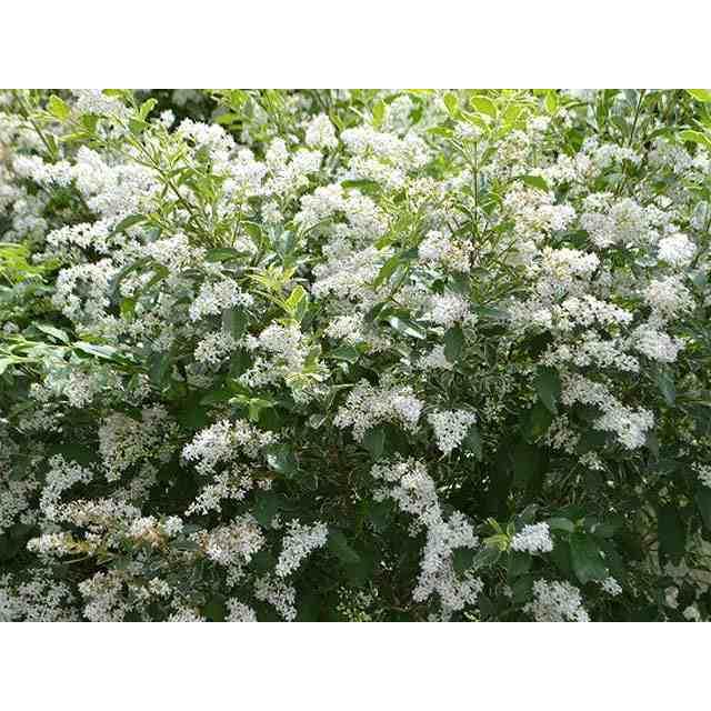 シルバープリペット 1 5m露地 3本セット 送料無料 1年間枯れ保証 生垣樹木 トオヤマグリーン 通販 Yahoo ショッピング