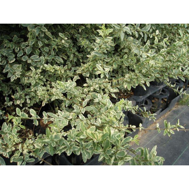 シルバープリペット 1.7m露地 3本セット 送料無料 翌日出荷 1年間枯れ保証 シンボルツリー常緑 3009179トオヤマグリーン 通販 Yahoo!ショッピング