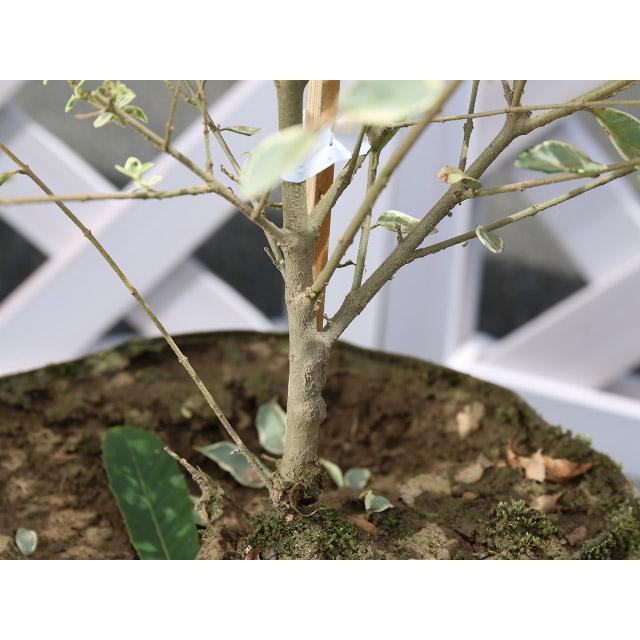 シルバープリペット 1.7m露地 1本 翌日出荷 1年間枯れ保証 シンボルツリー常緑 300917トオヤマグリーン 通販 Yahoo!ショッピング