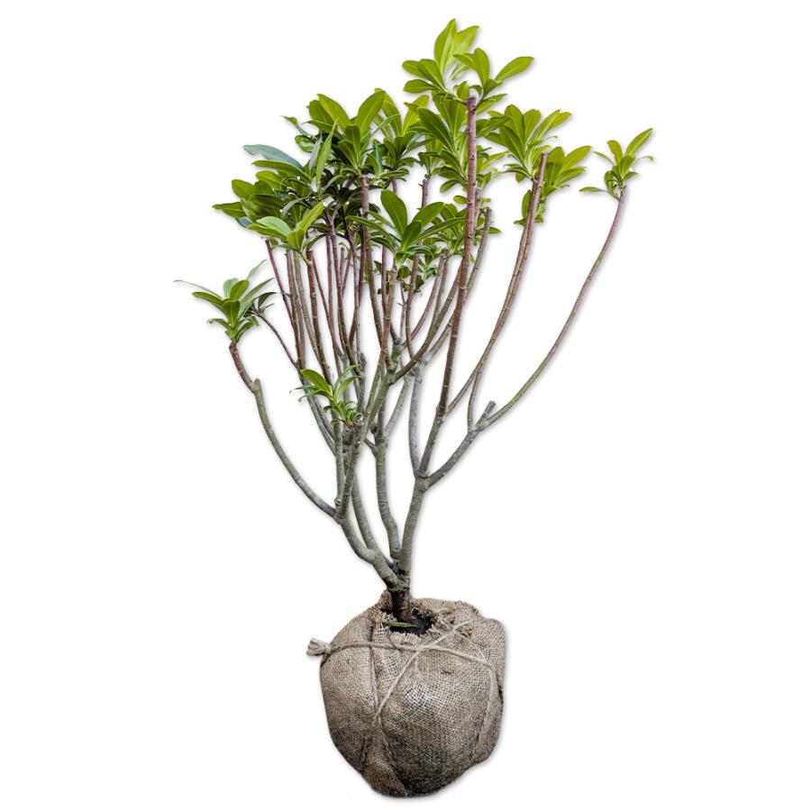 ジンチョウゲ 0 5m露地 4本セット 送料無料 1年間枯れ保証 春に花が咲く木 トオヤマグリーン 通販 Yahoo ショッピング