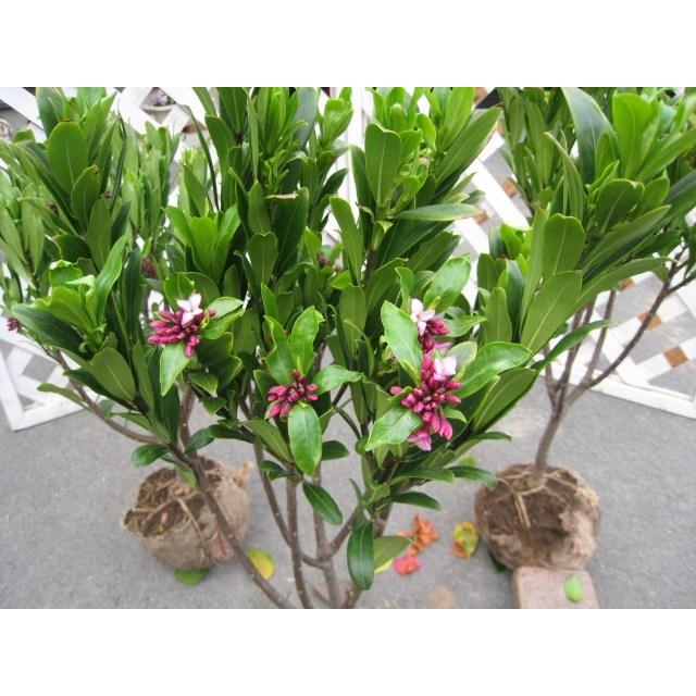 ジンチョウゲ 0 5m露地 4本セット 送料無料 1年間枯れ保証 春に花が咲く木 トオヤマグリーン 通販 Yahoo ショッピング