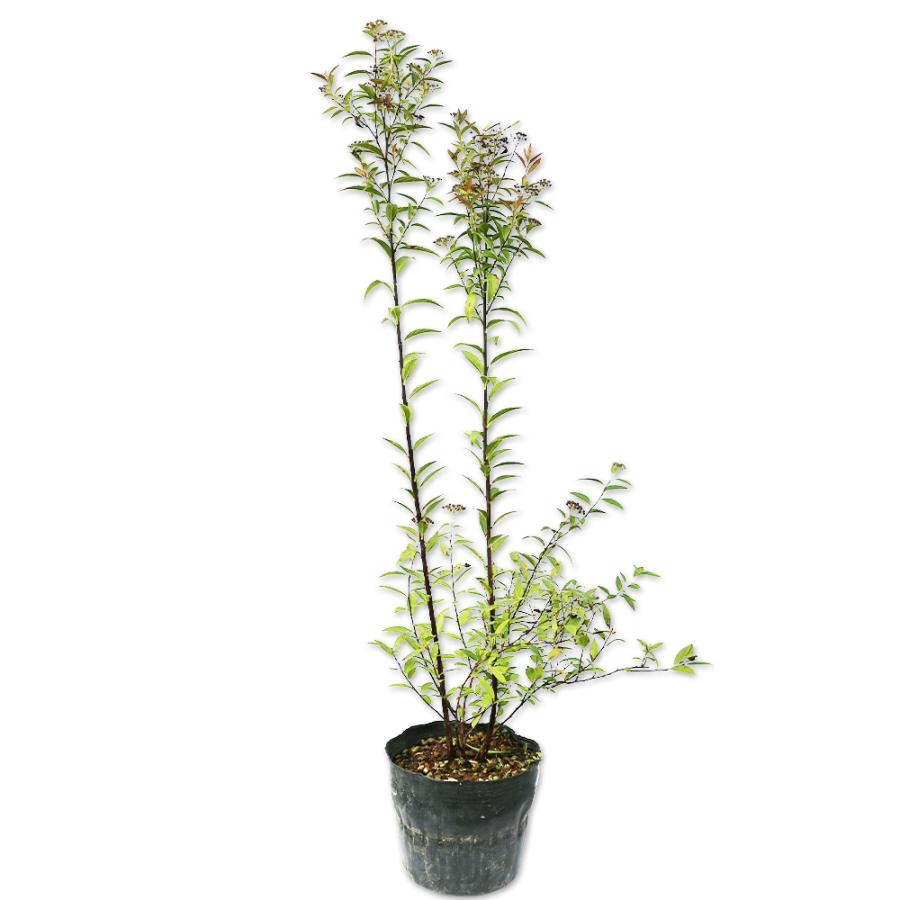 限定価格セール シモツケ 0 6m15cmポット 12本セット 送料無料 1年間枯れ保証 夏に花が咲く木 人気ブランドを Www Foroactua Com