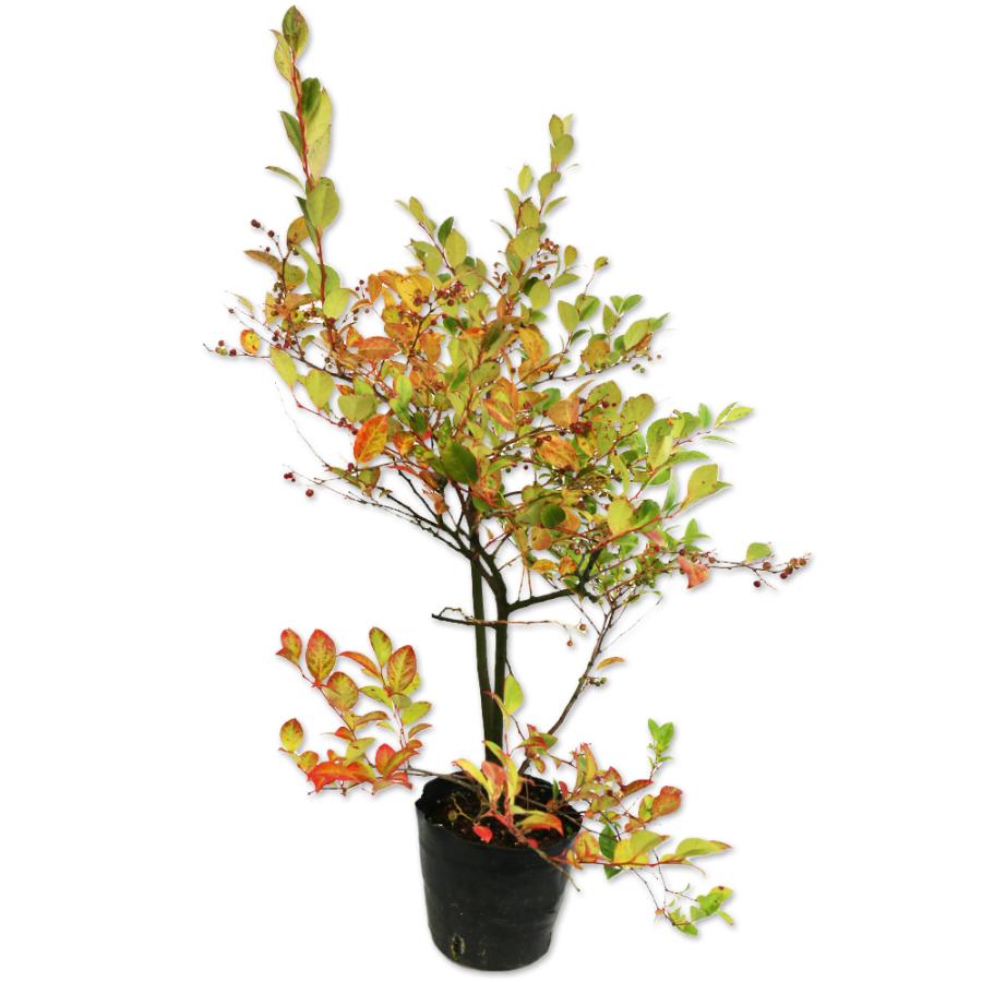 シャシャンボ 0.5m15cmポット 1本 1年間枯れ保証 紅葉が美しい木 :301504:トオヤマグリーン - 通販 - Yahoo!ショッピング