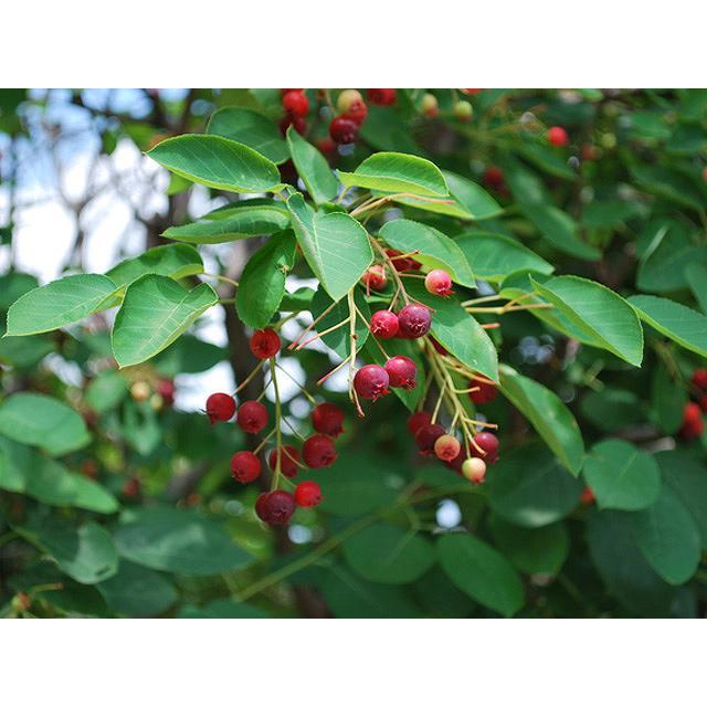 ジューンベリー 0 5m10 5cmポット 1本 1年間枯れ保証 紅葉が美しい木 トオヤマグリーン 通販 Yahoo ショッピング