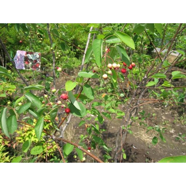 ジューンベリー 1 2m18cmポット 5本セット 2セット 送料無料 1年間枯れ保証 紅葉が美しい木 トオヤマグリーン 通販 Yahoo ショッピング