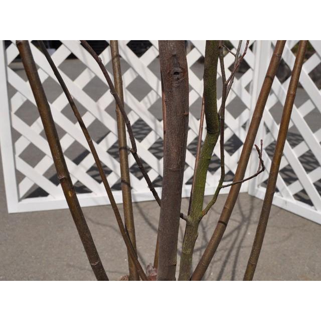 現金特価 ジューンベリー 2 0m露地 2本セット 1年間枯れ保証 シンボルツリー落葉 新規購入 Greasemanagement Org