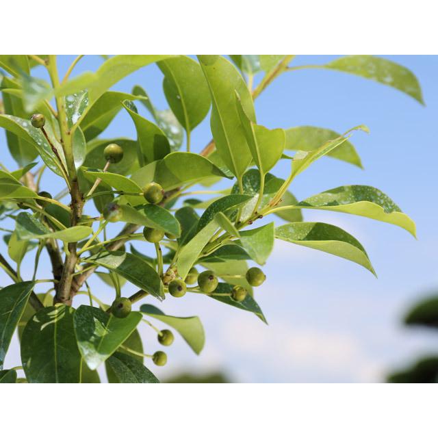 ソヨゴ 0 5m15cmポット 1本 当日出荷 1年間枯れ保証 葉や形を楽しむ木 トオヤマグリーン 通販 Yahoo ショッピング