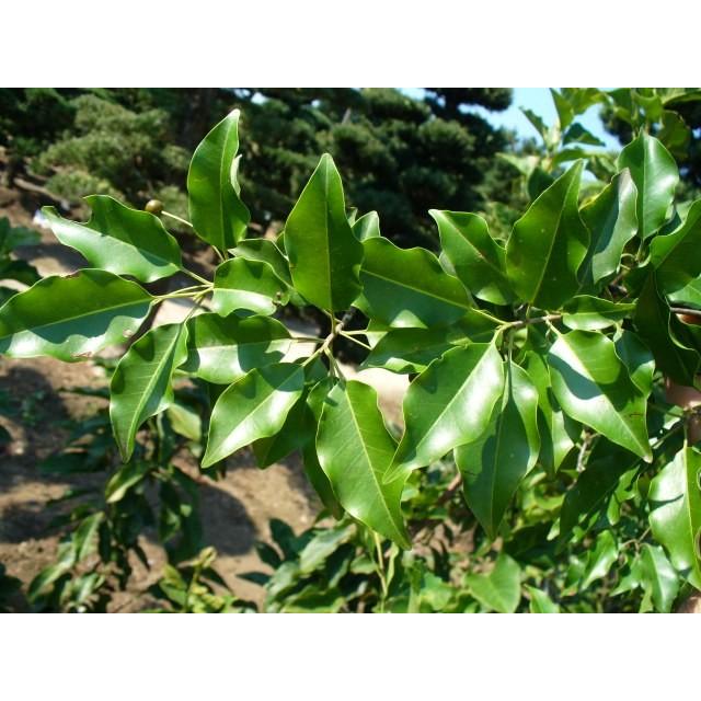 ソヨゴ単木 1 5m露地 1本 1年間枯れ保証 シンボルツリー常緑 トオヤマグリーン 通販 Yahoo ショッピング