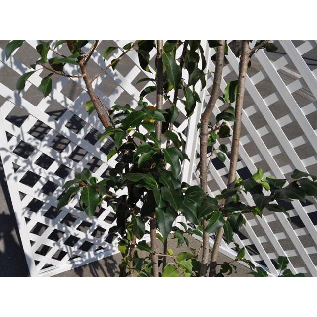 ソヨゴ単木 1 5m露地 1本 1年間枯れ保証 シンボルツリー常緑 トオヤマグリーン 通販 Yahoo ショッピング