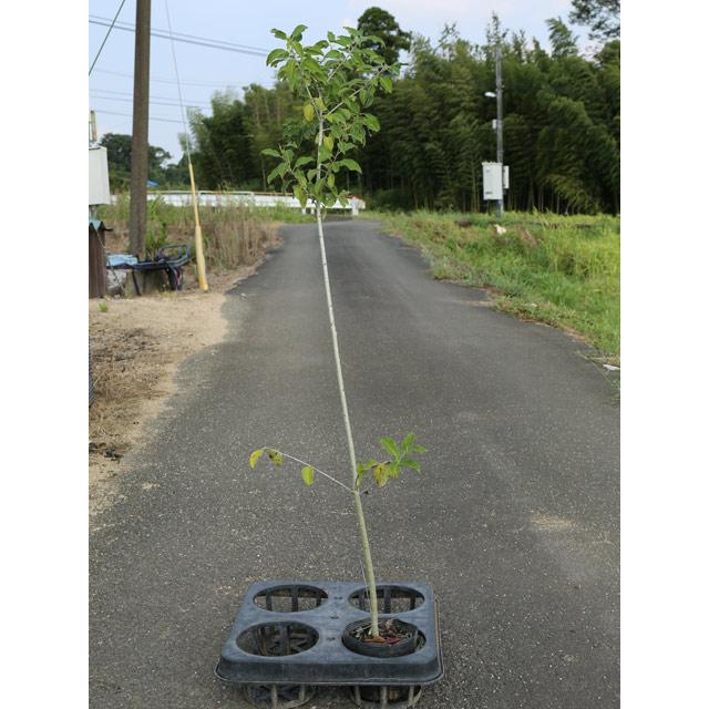 販売 格安 ソヨゴ 1 7m15cmポット 2本セット 2セット 送料無料 翌日出荷 1年間枯れ保証 葉や形を楽しむ木 割引売上 Waalbhof Org