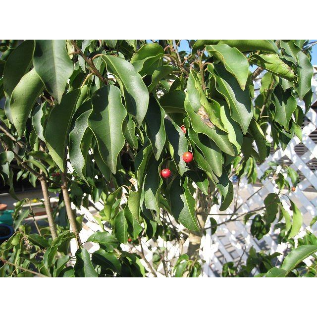 ソヨゴ単木 2 0m露地 1本 1年間枯れ保証 シンボルツリー常緑 3017 トオヤマグリーン 通販 Yahoo ショッピング