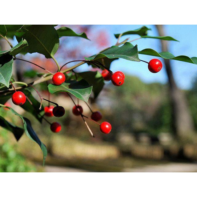 ソヨゴ株立ち 常緑樹 1 7m露地 2本セット 送料無料 1年間枯れ保証 送料無料 1 7m露地 シンボルツリー常緑 トオヤマグリーン