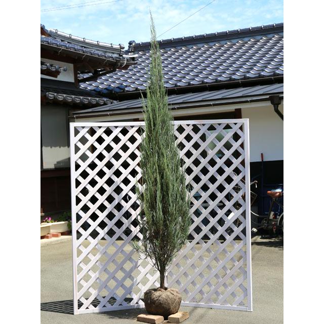 スカイロケット 苗木 植木 2 5m露地 コニファー 針葉樹 2本セット 送料無料 翌日出荷